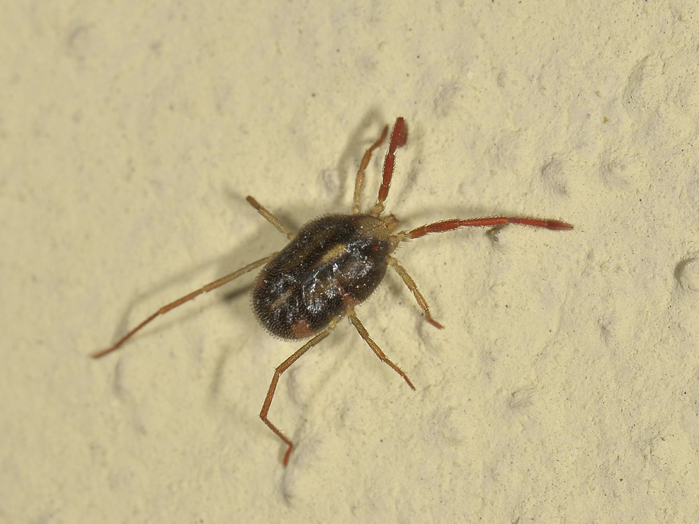 Erythraeidae?